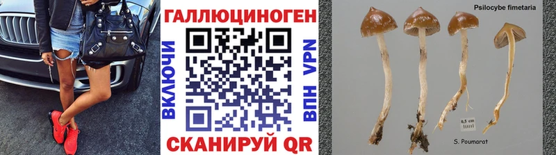 где можно купить наркотик  Демидов  Галлюциногенные грибы MAGIC MUSHROOMS 